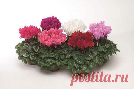 Домашние растения, причиняющие вред здоровью
Одним из способов украсить свой дом считаются комнатные растения. Помимо эстетической, они выполняют и другие функции, такие как очищение воздуха в помещении и его увлажнение. Именно поэтому многие хозяйки украшают подоконники красивыми цветочными горшками с не менее красивыми растениями. Но, к сожалению, мало кто задумывается о вреде, который могут нанести эти, на первый взгляд, безобидные […]
Читай дальше на сайте. Жми подробнее ➡