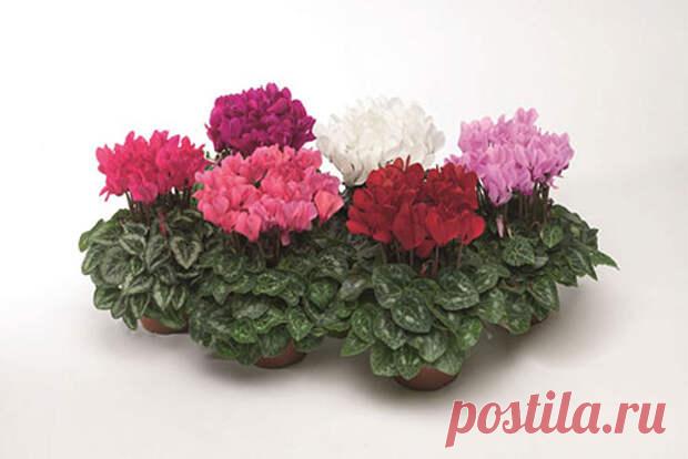 Домашние растения, причиняющие вред здоровью
Одним из способов украсить свой дом считаются комнатные растения. Помимо эстетической, они выполняют и другие функции, такие как очищение воздуха в помещении и его увлажнение. Именно поэтому многие хозяйки украшают подоконники красивыми цветочными горшками с не менее красивыми растениями. Но, к сожалению, мало кто задумывается о вреде, который могут нанести эти, на первый взгляд, безобидные […]
Читай дальше на сайте. Жми подробнее ➡