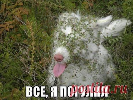 ЧУДО В РЕПЕЙНИКАХ