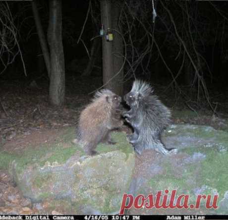 Вот что удалось запечатлеть фотоловушками в лесу ночью. Этим кадрам до сих пор нет объяснения...