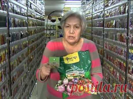 Советы тети Тани. Выбираем астры ч.2