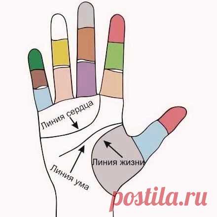 Линии на ладони: основные виды и трактовка - Полезные советы