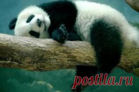 Панда притворялась беременной, чтобы больше есть | Информационно-новостной портал 'Час Пик'