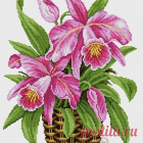 КОРОЛЕВА ТРОПИКОВ