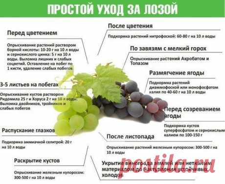 Простой уход за лозой