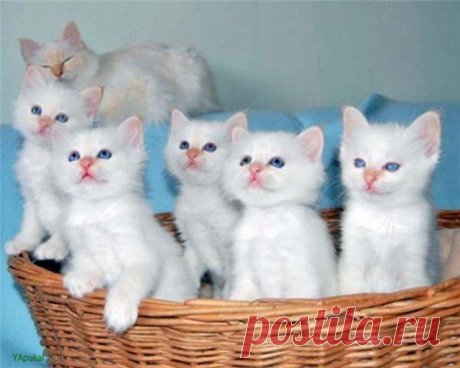 Это обо мне говорят? | KotoMail.ru