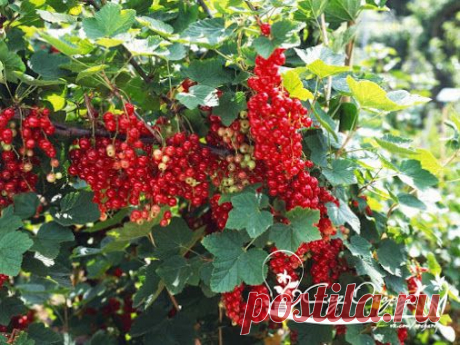 Посадка смородины Саженцы смородины с открытой корневой системой можно сажать…