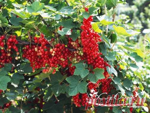 Посадка смородины Саженцы смородины с открытой корневой системой можно сажать…