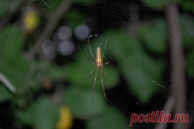 Spider
