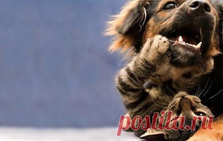 БОЛЬНО ЖЕ ДУБИНА