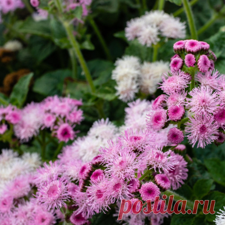 Василистник - кустарник, который украсит ваш сад!