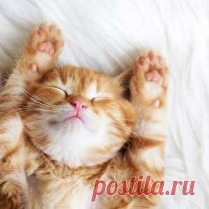 Чего ещё мы не знали о кошках)))