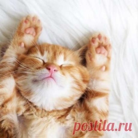 Чего ещё мы не знали о кошках)))