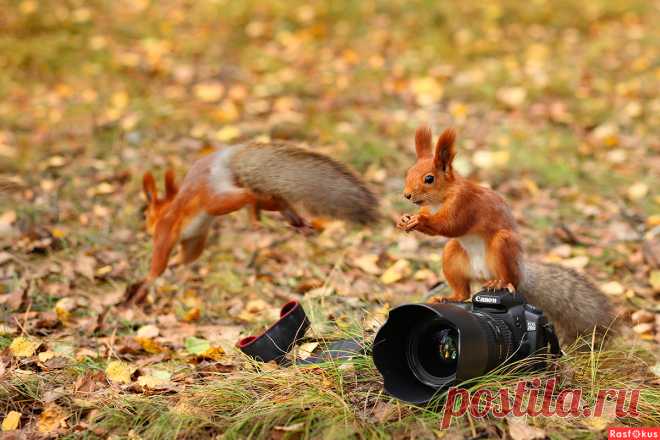 Фото: Шалуньи. Фотограф Tatiana Sokolova. Фото животных. Фотосайт Расфокус.ру
