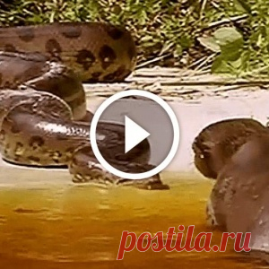 Для этих ребят пираньи еда, анаконда деликатес, а чёрный кайман — мальчик для битья - МирТесен