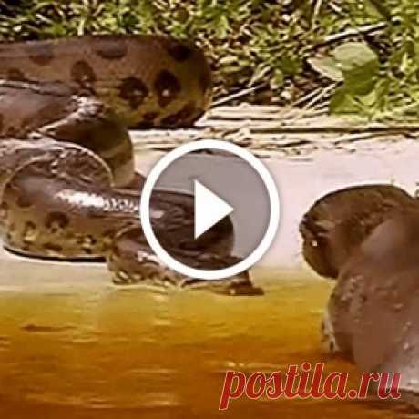 Для этих ребят пираньи еда, анаконда деликатес, а чёрный кайман — мальчик для битья - МирТесен