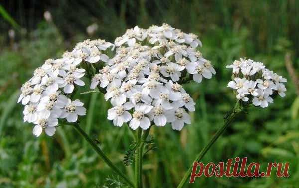 Дневник anngol