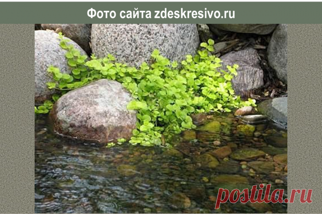 Лучшие растения-статисты: рассказ про самый желтый почвопокровник и 16 фото нашего сада | Сад под Петербургом | Яндекс Дзен