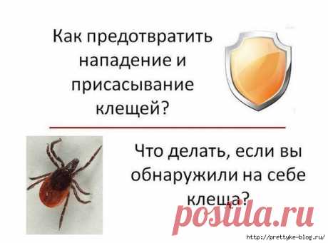 Как предотвратить нападение клеща и что делать, если клещ уже присосался