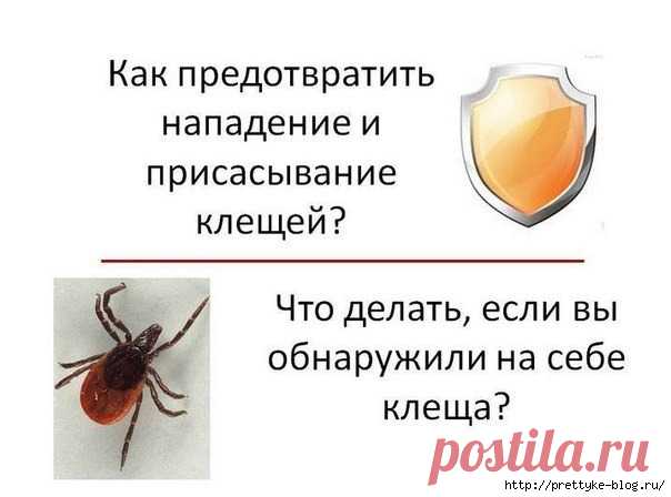 Как предотвратить нападение клеща и что делать, если клещ уже присосался