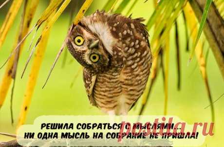 Самая веселая подборка прикольных картинок