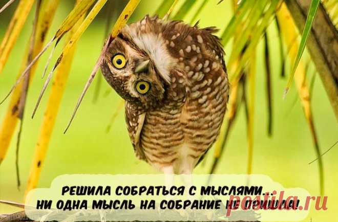 Самая веселая подборка прикольных картинок
