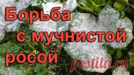 Как бороться с мучнистой росой Опытные садоводы любители, особенно при несильном поражении мучнистой росой растений, применяют не химические препараты, а настой коровяка. В правильно приготвленном настое развиваются микроорганизмы, разрушающие грибницу мучнистой росы...