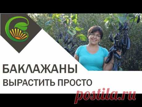 Вырастить баклажаны просто