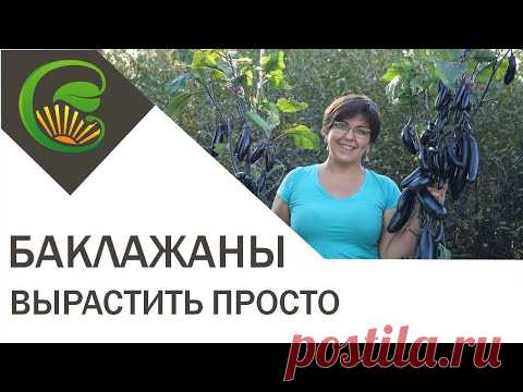 Вырастить баклажаны просто