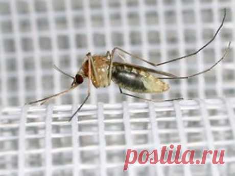 Москитная защита для дверей и окон - защита от комаров, благоустройство участка, дом, комары