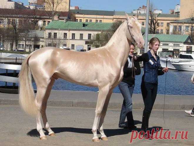 Редкие масти лошадей