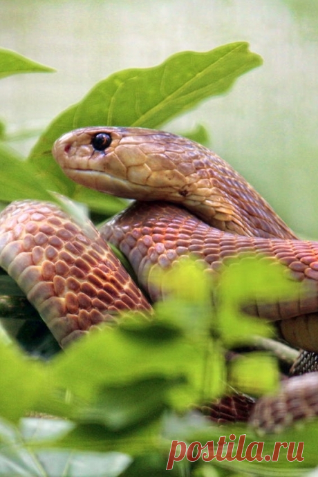 Oswin411 — heaven-ly-mind: cobra by ummer ta on 500px
