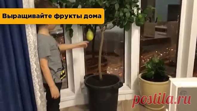 Фрукты у вас дома!