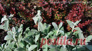 Место в саду для чистеца византийского