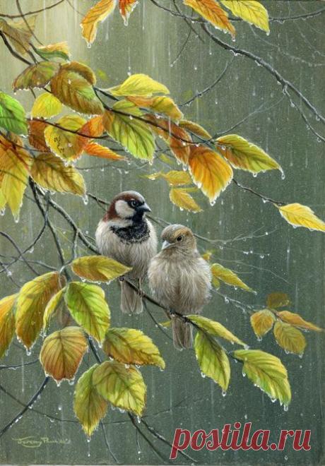 Найдено на сайте  -  Jeremy  Paul  - wildlifeartist.co.uk.