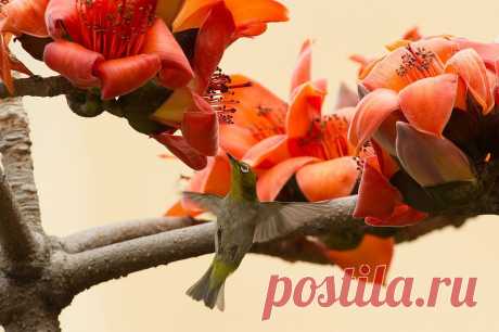 Природа.
