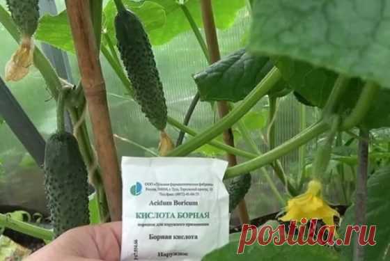 Когда использовать борную кислоту для огурцов и для чего это нужно делать | VashCvetok.ru Пульс... Это только кажется, что получить хороший урожай огурцов легко – поливай, да успевай собирай. Но чтобы большая часть цветочков перешла в завязи, желательно внести подкормку на основе борной кислоты...