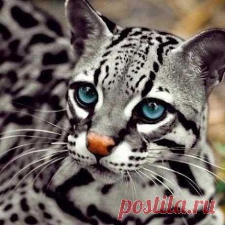 животные