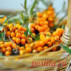 Соберите листья облепихи!
