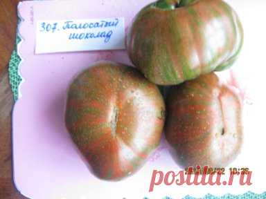 Полосатый шоколад (Chocolate Stripes)  около 150 см высотой, являются среднеспелым сортом, плоды средний вес — 500 г. Форму имеют округлую, приплюснутую снизу и сверху. Изюминка сорта — это окраска его спелых плодов. Томаты бордовые (шоколадные) с многочисленными полосками темно-зеленого и красного цветов.