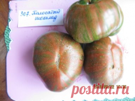 Полосатый шоколад (Chocolate Stripes)  около 150 см высотой, являются среднеспелым сортом, плоды средний вес — 500 г. Форму имеют округлую, приплюснутую снизу и сверху. Изюминка сорта — это окраска его спелых плодов. Томаты бордовые (шоколадные) с многочисленными полосками темно-зеленого и красного цветов.