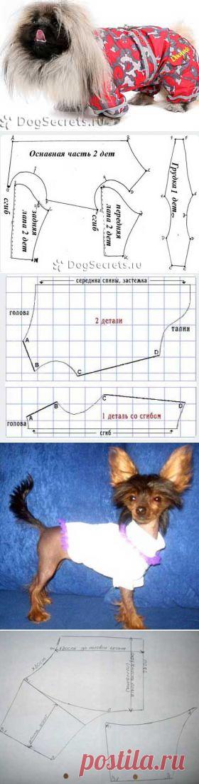 Одежда для пекинесов: купить или сшить своими руками, фото, картинки
