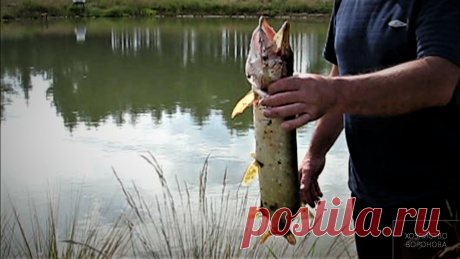 В рыбхозе за 5 месяцев щука вырастает до "товарной" с малька | Хозяйство Воронова | Яндекс Дзен