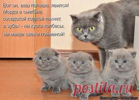 Новая котоматрица