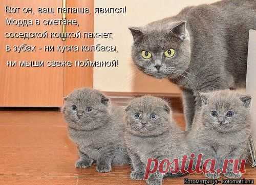 Новая котоматрица