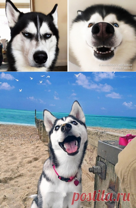 20+ доказательств того, что хаски — самые неподражаемые ребята на планете