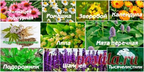 10 Лекарственных Растений - Сад и огород