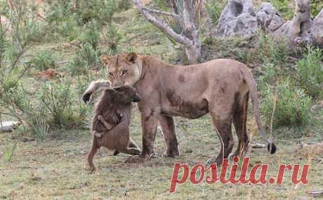Львица убила бабуина, но то, что произошло дальше, повергло в шок фотографа.Все началось в тот момент, когда два фотографа решили поехать на сафари в северной Ботсване...... Они случайно наткнулись на группу из, примерно, тридцати бабуинов, которых преследовали львицы. К сожалению, львица догнала одного из бабуинов. Фотографы решили понаблюдать, т.к. они заметили, что на мертвом бабуине всё ещё находился детеныш...