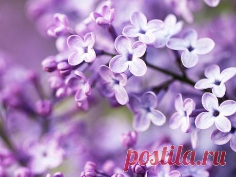 Гадание по картинке: что ждет в мае 2020 года Гадание по картинкам — отличный способ заглянуть в собственное будущее и с помощью интуиции получить полезные подсказки. В мае 2020 года у каждого будет возможность изменить жизнь к лучшему, а значит, стоит узнать о том, как лучше для этого поступить.