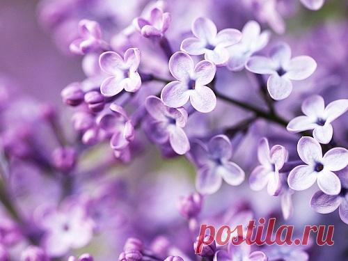 Гадание по картинке: что ждет в мае 2020 года Гадание по картинкам — отличный способ заглянуть в собственное будущее и с помощью интуиции получить полезные подсказки. В мае 2020 года у каждого будет возможность изменить жизнь к лучшему, а значит, стоит узнать о том, как лучше для этого поступить.